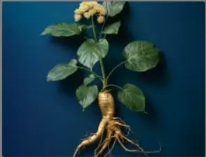 Nitric Boost Ingredients